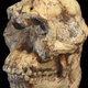 Image for article titled New Fossil Dating Technique Casts Doubt On Human Origins